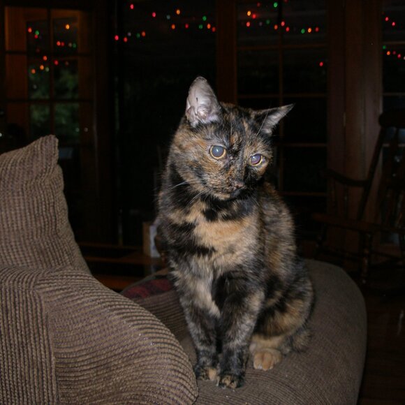 Cat-Friendly Home >^..^< A Cat Lady's Tribute To Her Past & Present Fur-Babies - Picture 4 of 7